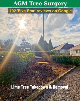 lime_tree_takedown_and_removal After