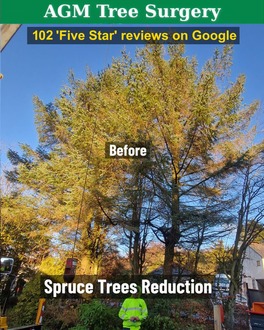 spruce_trees_reduction After