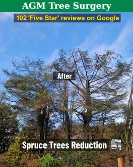 spruce_trees_reduction After