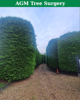 36_conifers_shaped_and_cut After