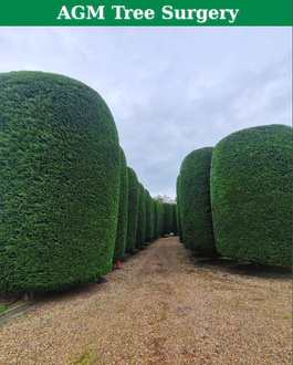 36_conifers_shaped_and_cut After